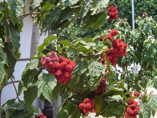 Interesting Tree